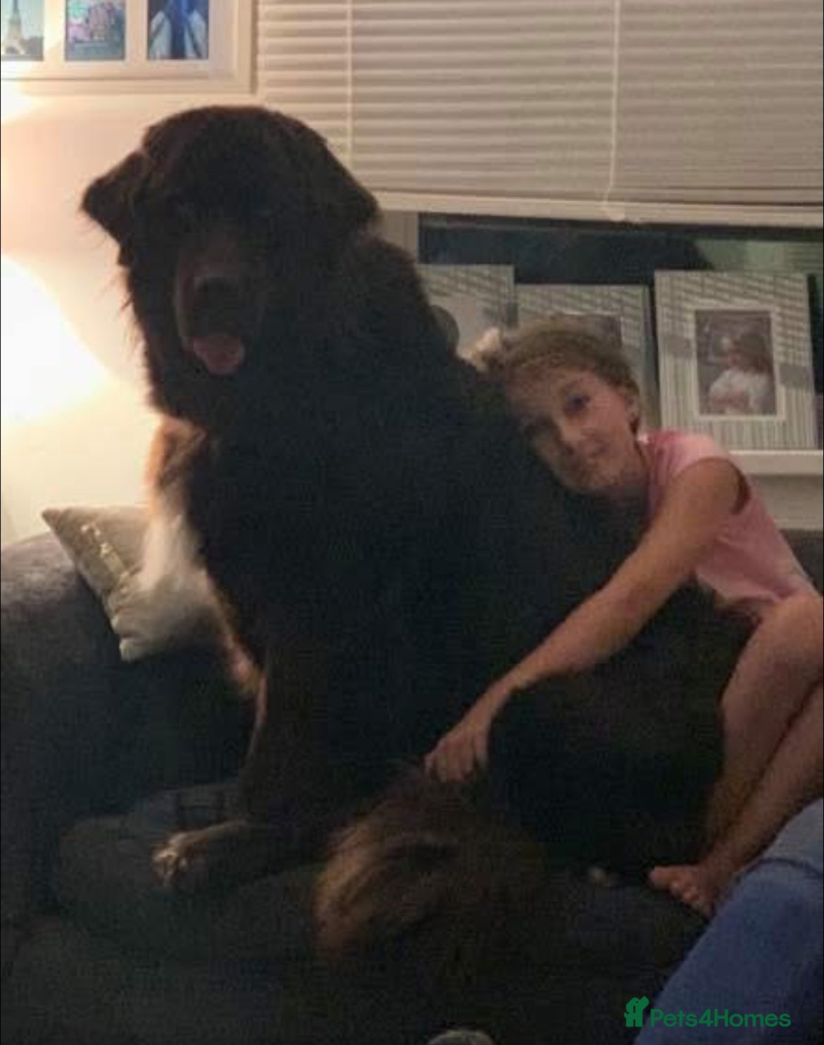 Mixed Breed dogs Newfoundland/Saint Bernard pup - Advert 2