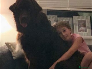 Mixed Breed dogs Newfoundland/Saint Bernard pup - Advert 1