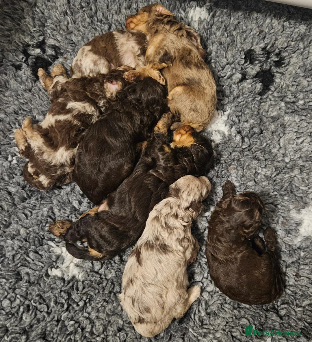 Cockapoo dogs for sale: F1b Cockapoo's chocolate and tan boys - Advert 14