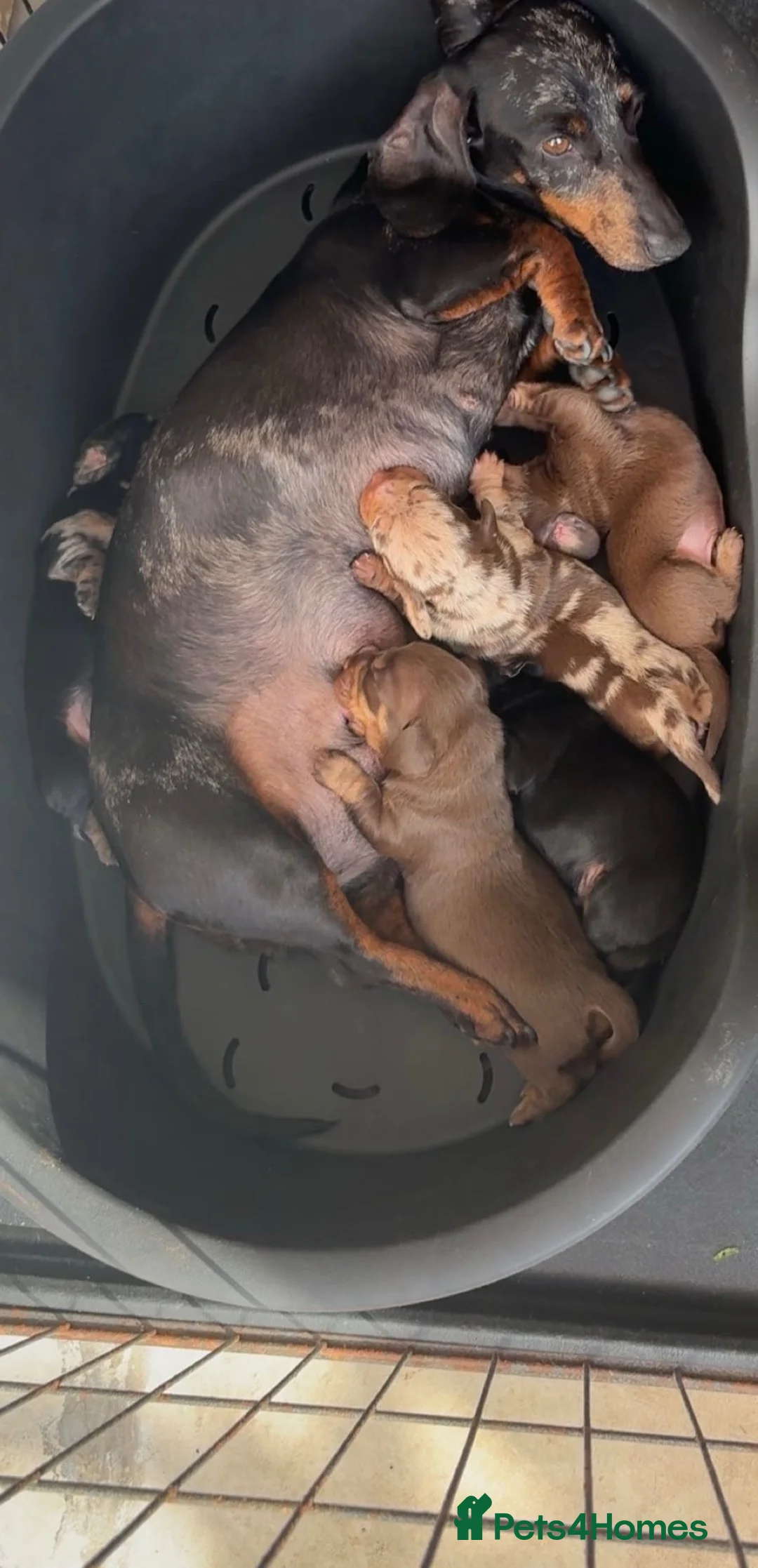 Miniature Dachshund dogs for sale: Miniature dachshund  - Advert 8