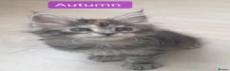 Maine Coon cats for sale: Tica registered Maine Coons  - Advert 29