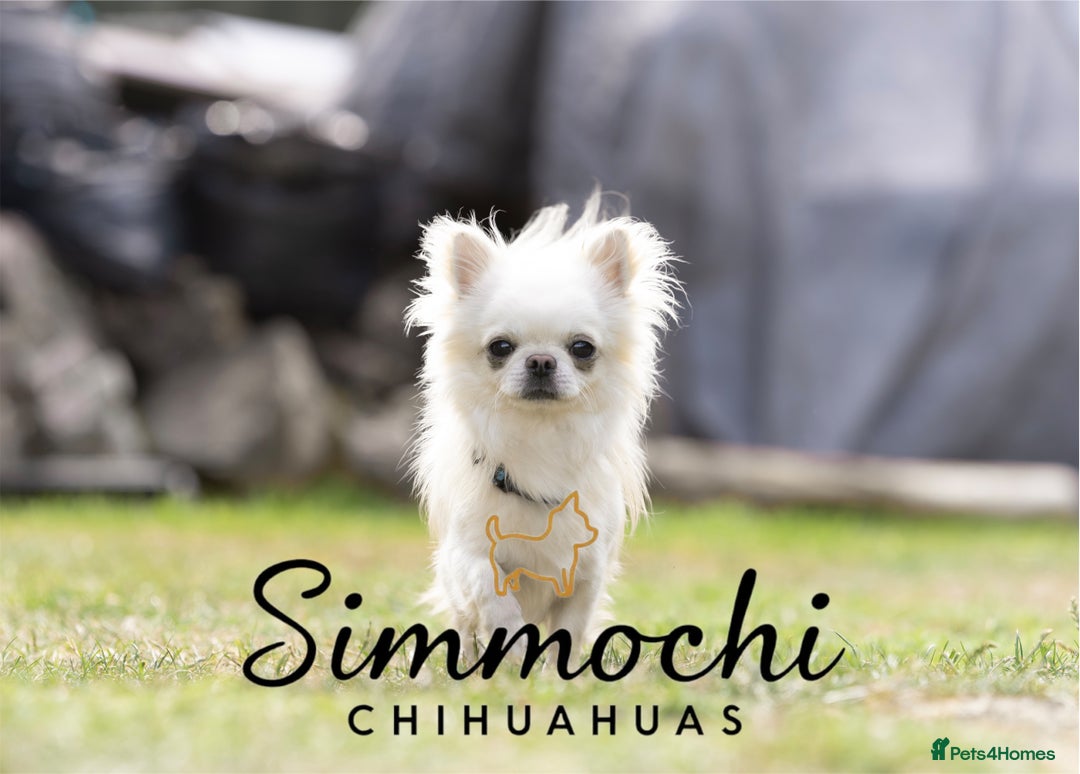 Chihuahua dogs for sale: True quality long coat  - Advert 5