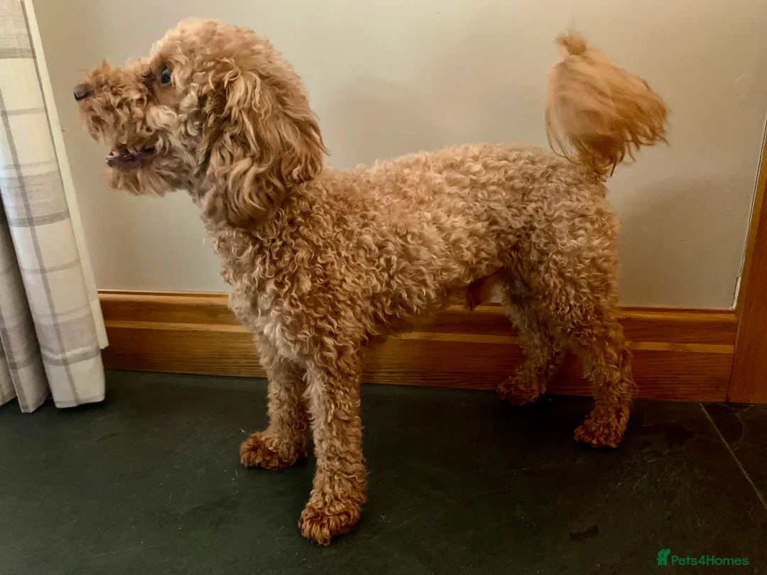 Miniature Poodle dogs for stud: Health Tested Miniature Poodle Stud in Ruthin - Advert 4