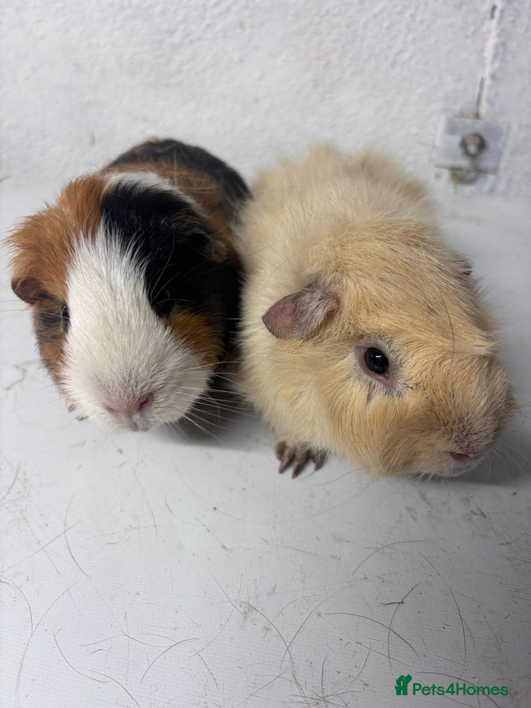 Guinea Pig rodents for sale: Male Guinea pigs  - Image 1