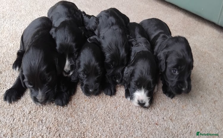 Cocker Spaniel dogs - Advert 8