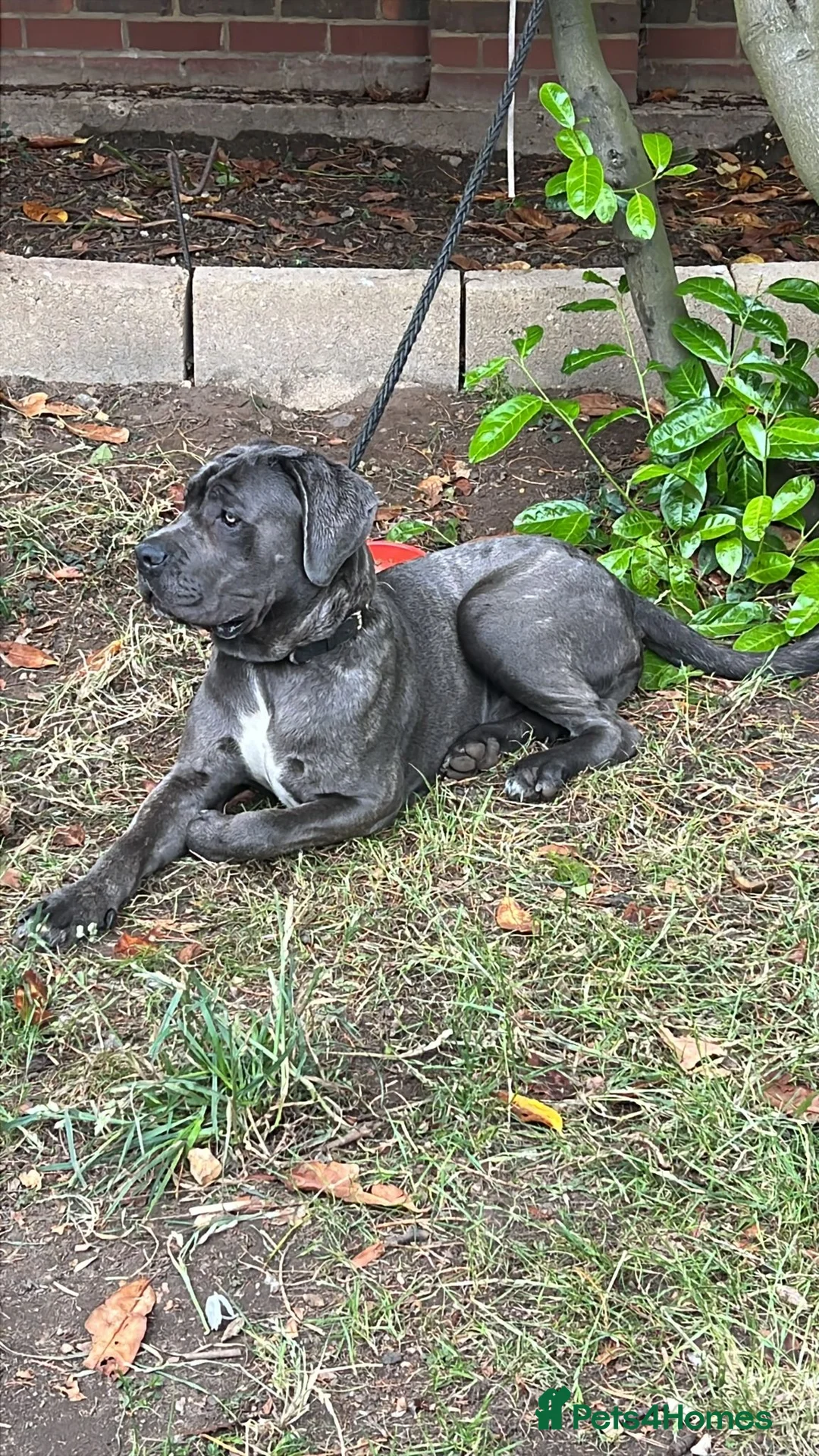 Cane Corso dogs for sale: Pure breed grey cane Corso fully vaccinated - Advert 4
