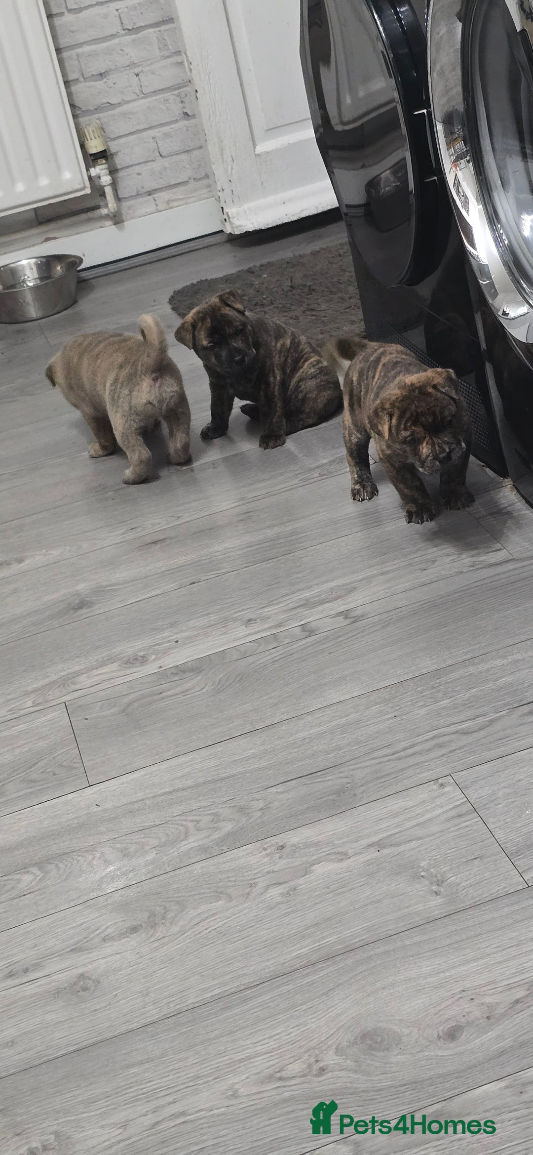 Mixed Breed dogs for sale: Chaffy puppies Chow x Staffy - Advert 12