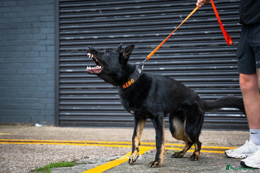 German Shepherd dogs for sale: Exceptional German Shepherd | KC Registered  - Advert 2