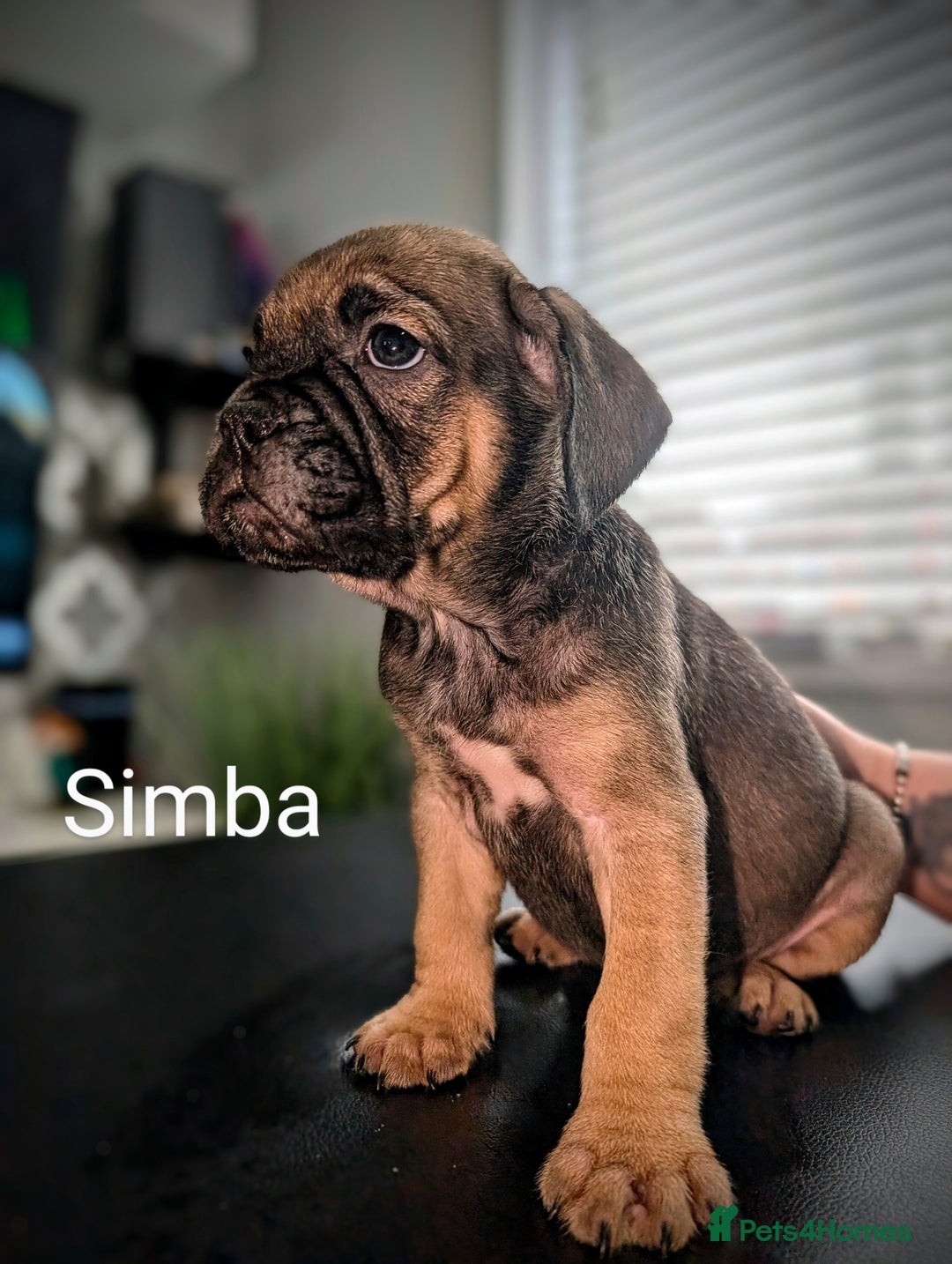 Mixed Breed dogs for sale: Cane corso cross  - Image 15