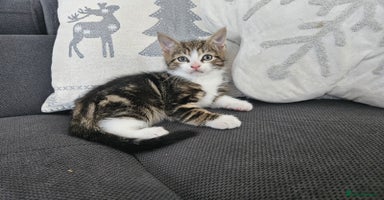 Mixed Breed cats - Advert 3