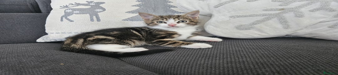 Mixed Breed Kitten 1