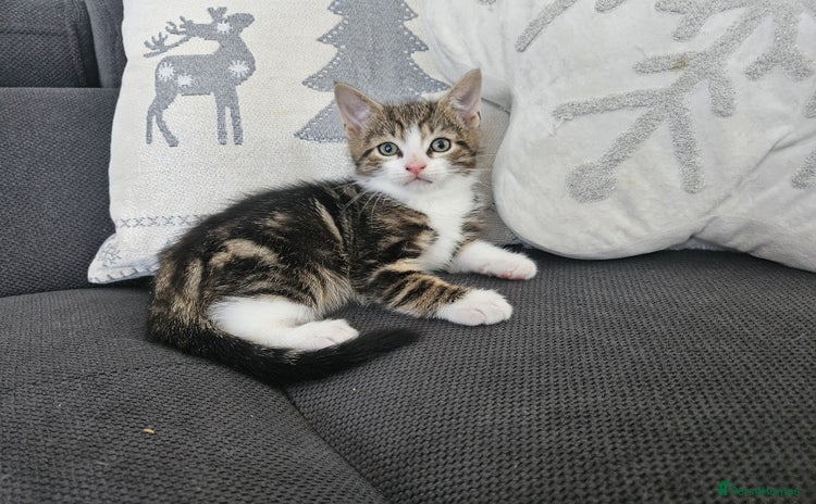 Mixed Breed cats - Advert 2