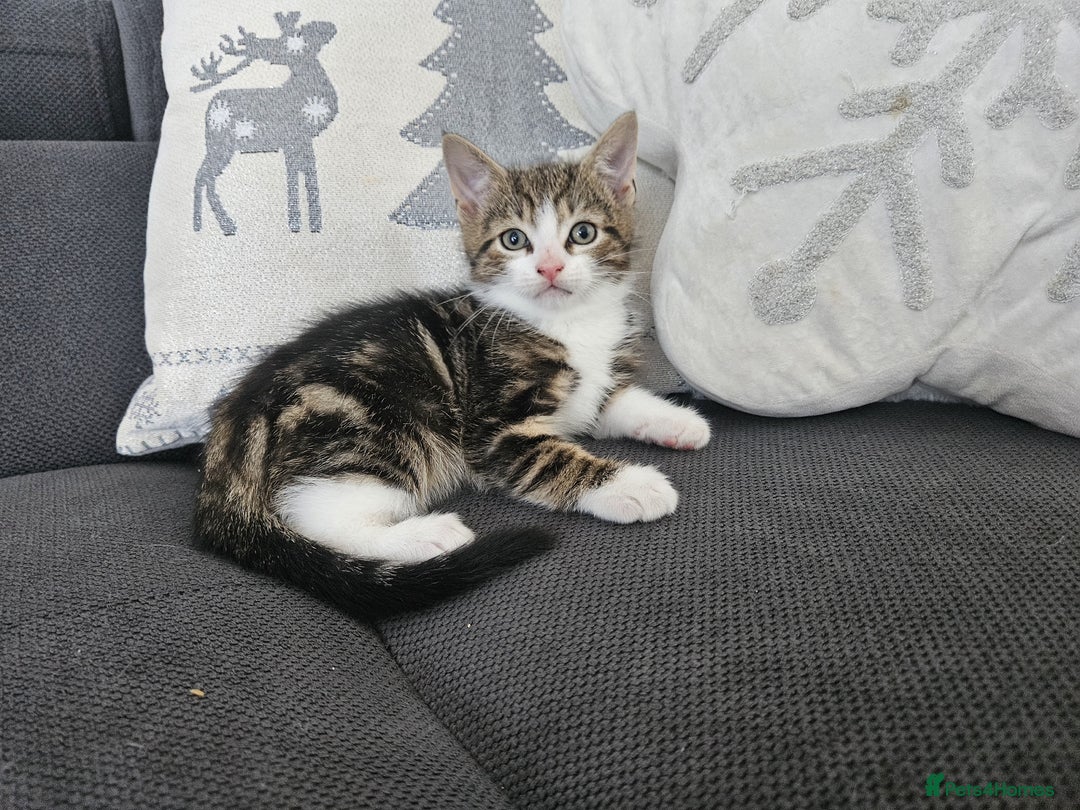 Mixed Breed cats for sale: Ragdoll x kittens - Image 3