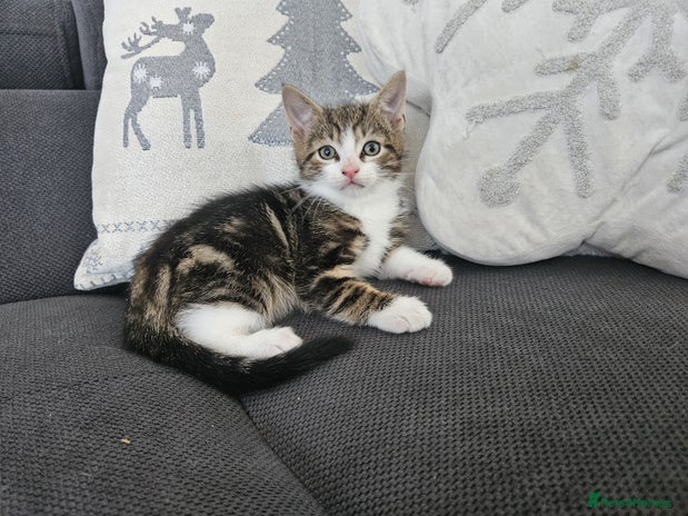 Mixed Breed cats - Advert 2