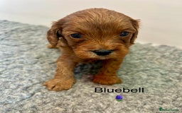 Cavapoo dogs for sale: F1 CAVAPOO BABIES 5🌟LICENSED BREEDER  - Image 7