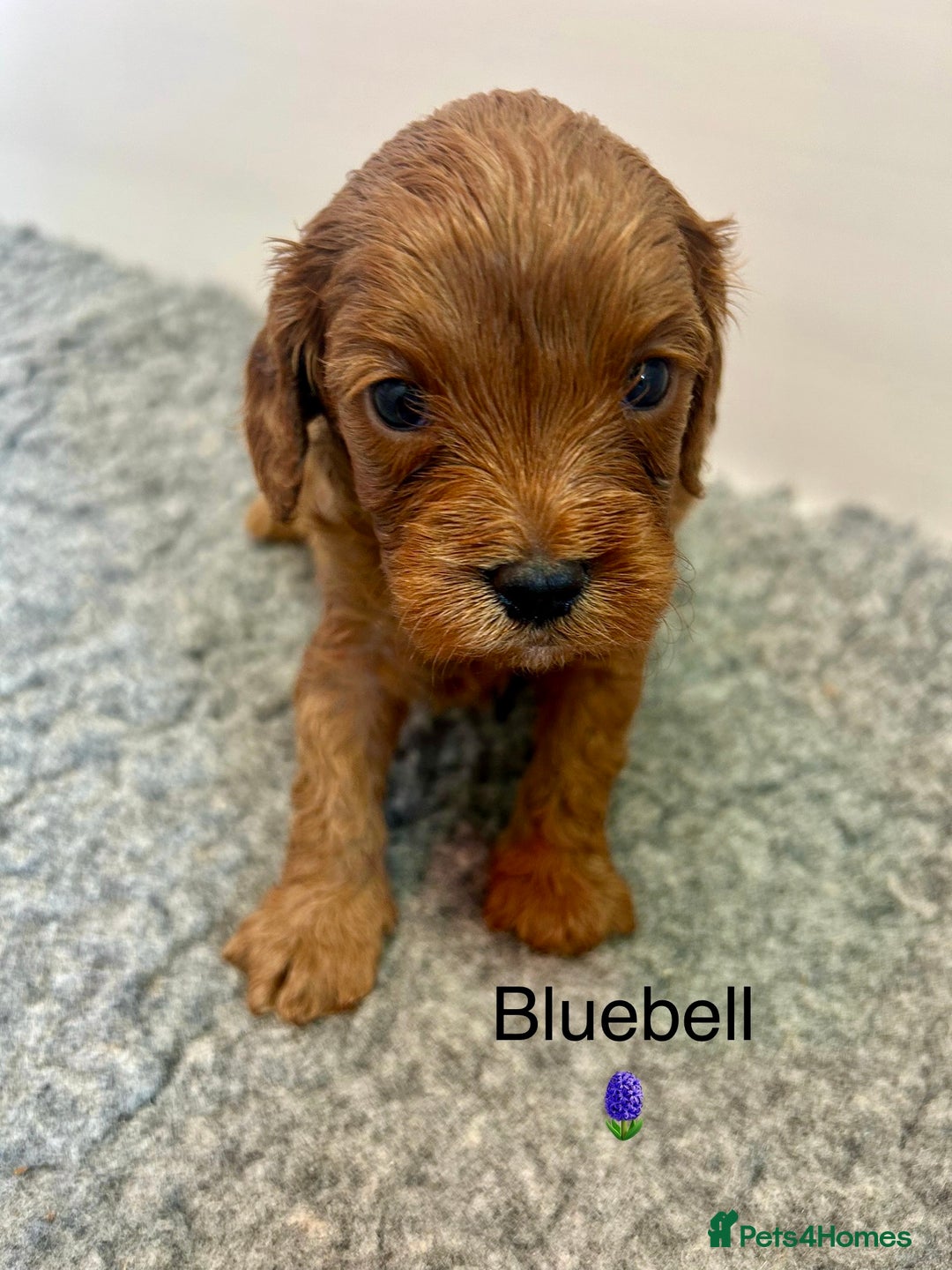 Cavapoo dogs for sale: F1 CAVAPOO BABIES 5🌟LICENSED BREEDER  - Image 7