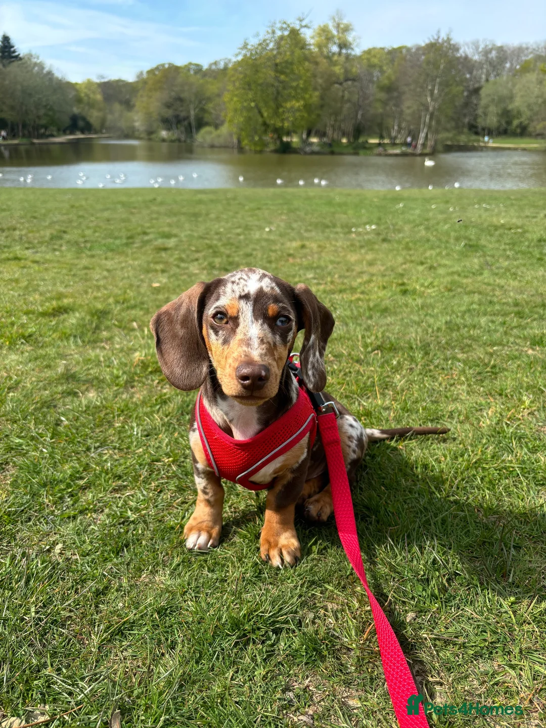 Miniature Dachshund dogs for stud: Dapple Miniature Dachshund for Stud - Advert 13
