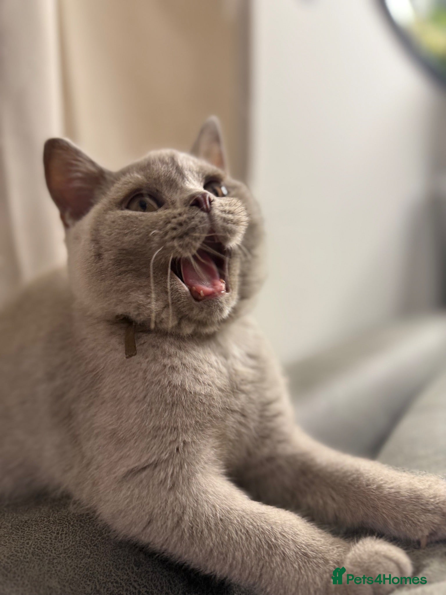 British Shorthair cats 100%PURE Purring machine CHAMPION blood - Advert 2