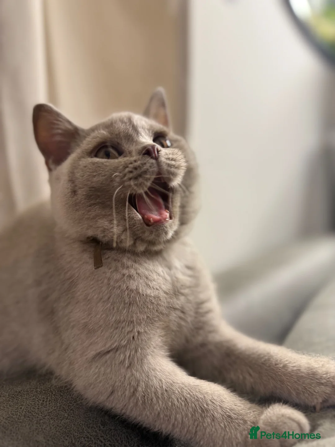 British Shorthair cats for sale: gccf Purring machine CHAMPION blood - Advert 2