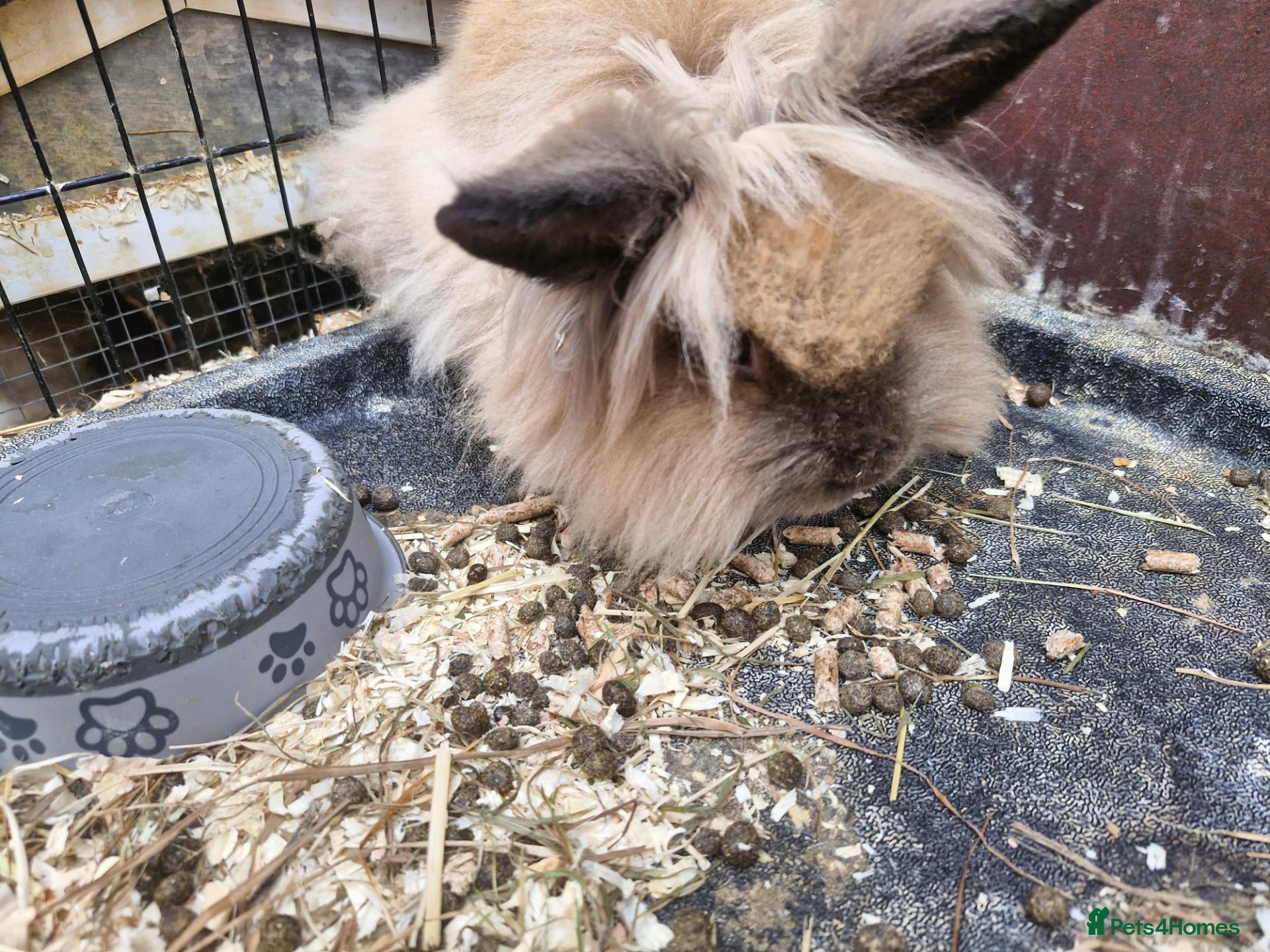 Lionhead rabbits Lion head  rabbits  - Advert 1