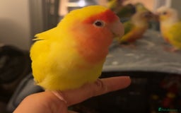 Lovebirds birds for sale: Sweet Tame Lovebird  - Advert 2