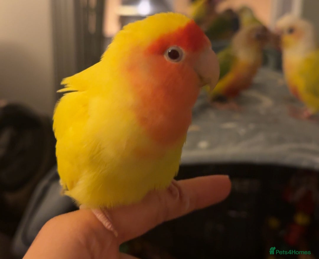 Lovebirds birds for sale: Sweet Tame Lovebird  - Advert 2