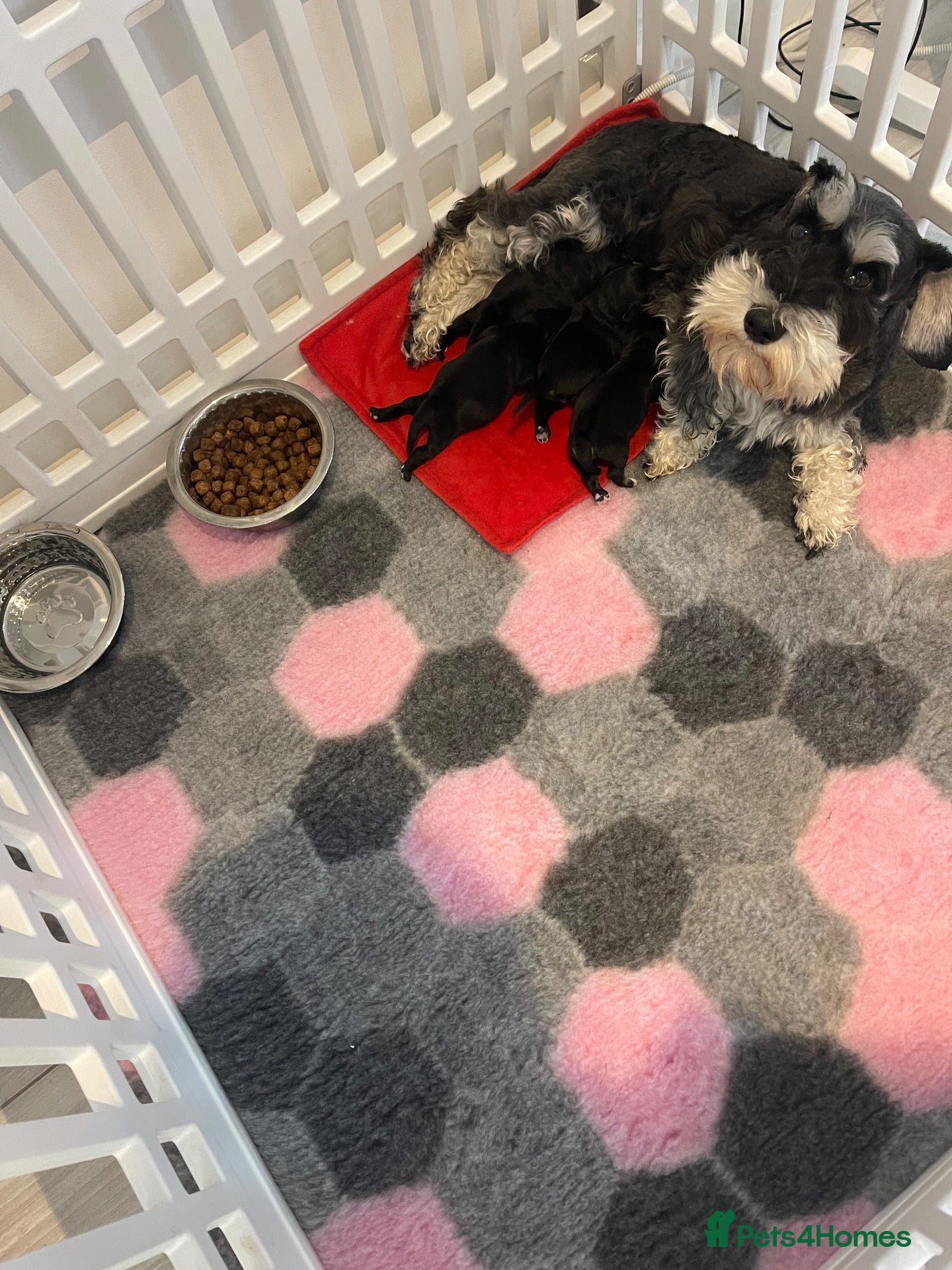 Miniature Schnauzer dogs for sale: Beautiful miniature schnauzers available  - Advert 1