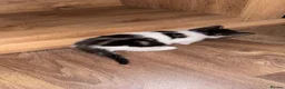 Domestic Shorthair cats for sale: Stunning little tabby/white girl kitten. - Advert 22