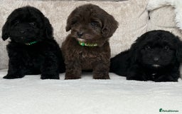 Cockapoo dogs for sale: 😍😍 F1 cockapoo puppies 😍😍 - Image 1