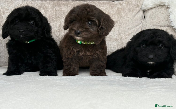 Cockapoo dogs - Advert 12