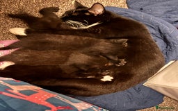 Mixed Breed cats for sale: Tuxedo kitten for sale - Image 1