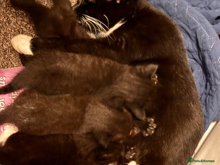 Mixed Breed cats - Advert 3