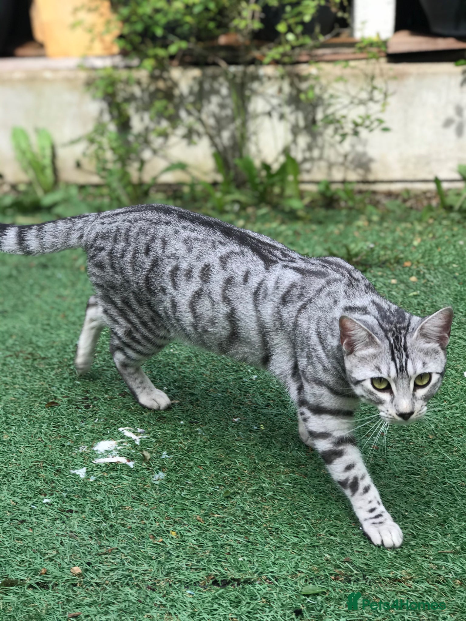 Bengal cats for sale: Pedigree G6 Bengal Cat in Leeds - Advert 8