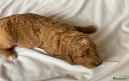 Labradoodle dogs for sale: Beautiful F3b Labradoodle Puppies - Image 9