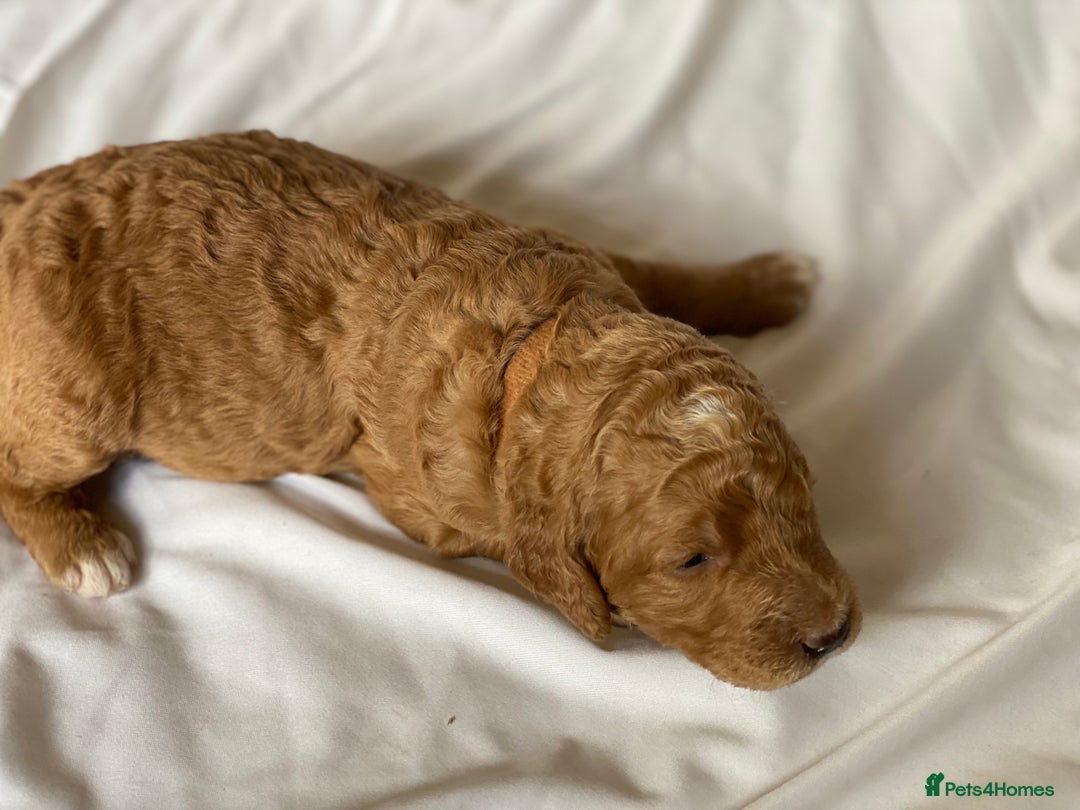Labradoodle dogs for sale: Beautiful F3b Labradoodle Puppies - Image 9
