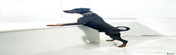 Dobermann dogs for sale: Exceptional Doberman - Advert 16