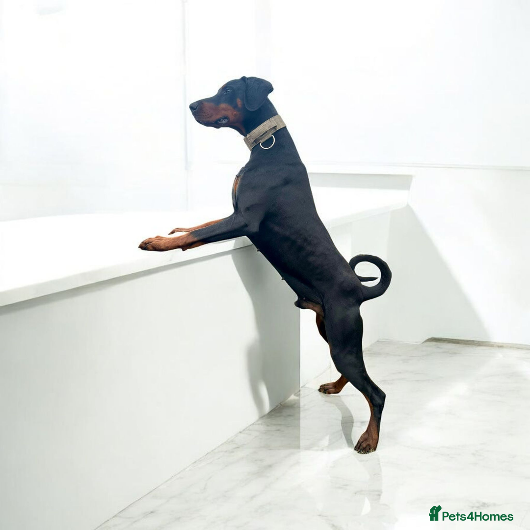 Dobermann dogs for sale: Exceptional Doberman - Advert 16