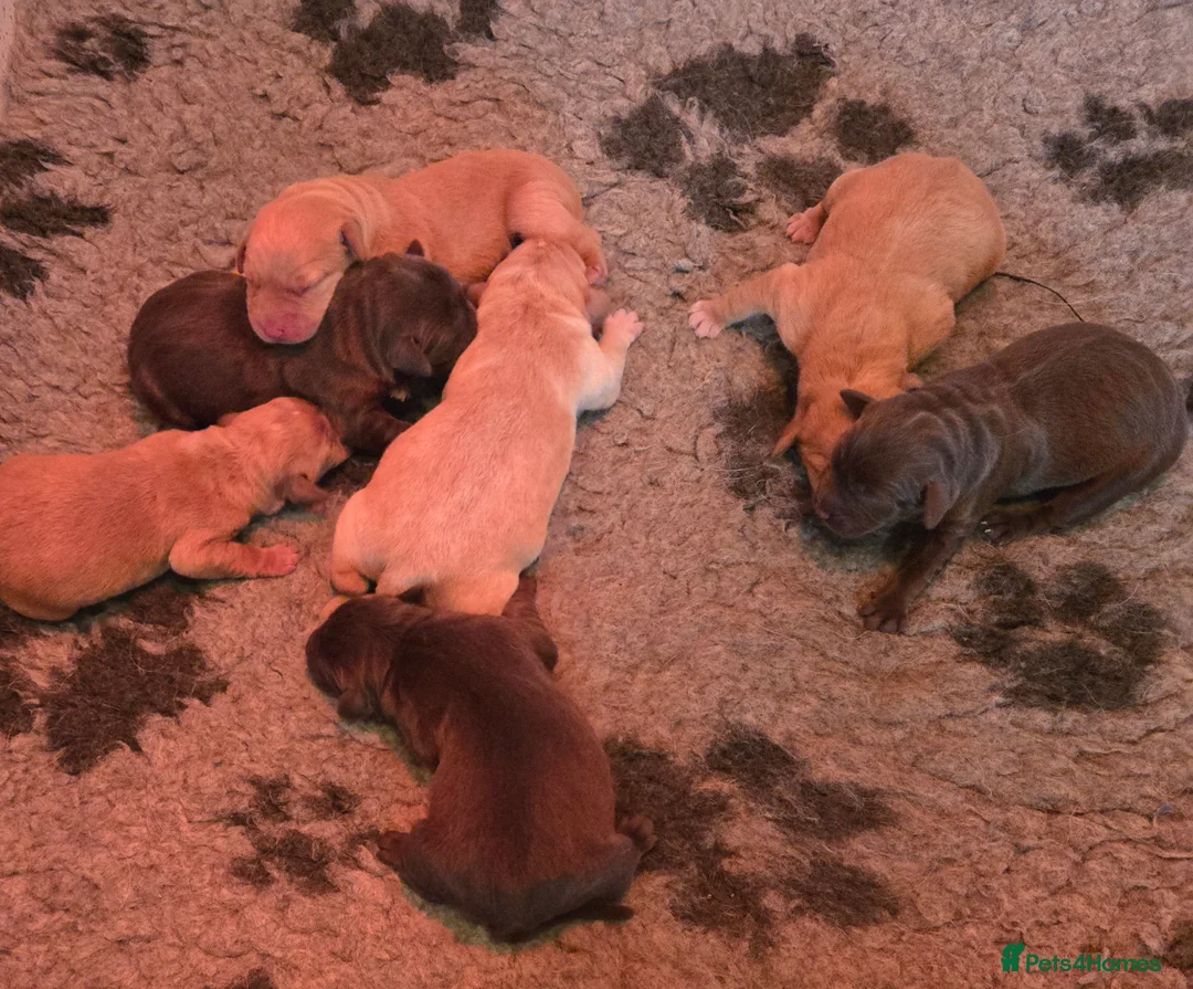 Labrador Retriever dogs for sale: New litter kc reg Labrador puppies  - Advert 2