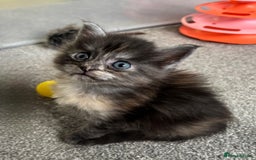 Maine Coon cats for sale: Beautiful RARE coloured Maine Coons - Image 10