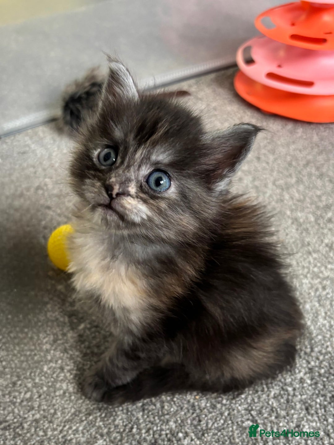 Maine Coon cats for sale: Beautiful RARE coloured Maine Coons - Image 10