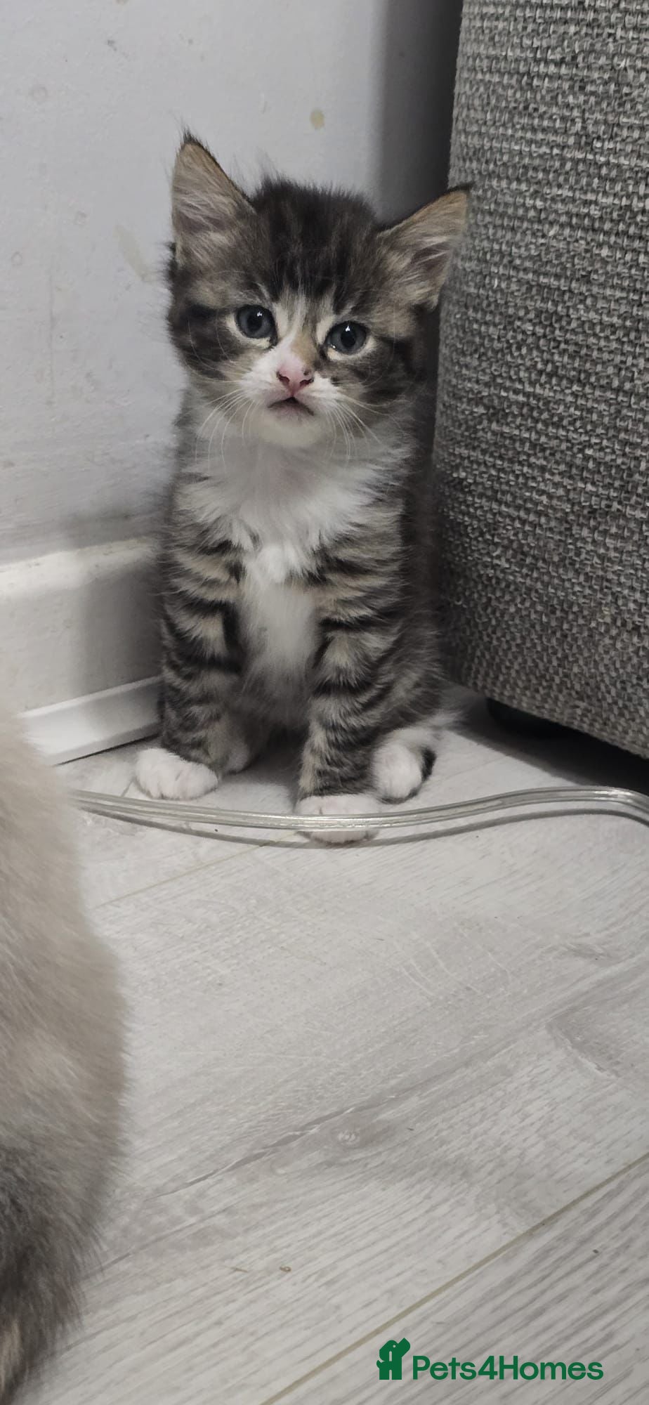 Mixed Breed cats 4 beautiful kittens ready for new home  - Advert 5