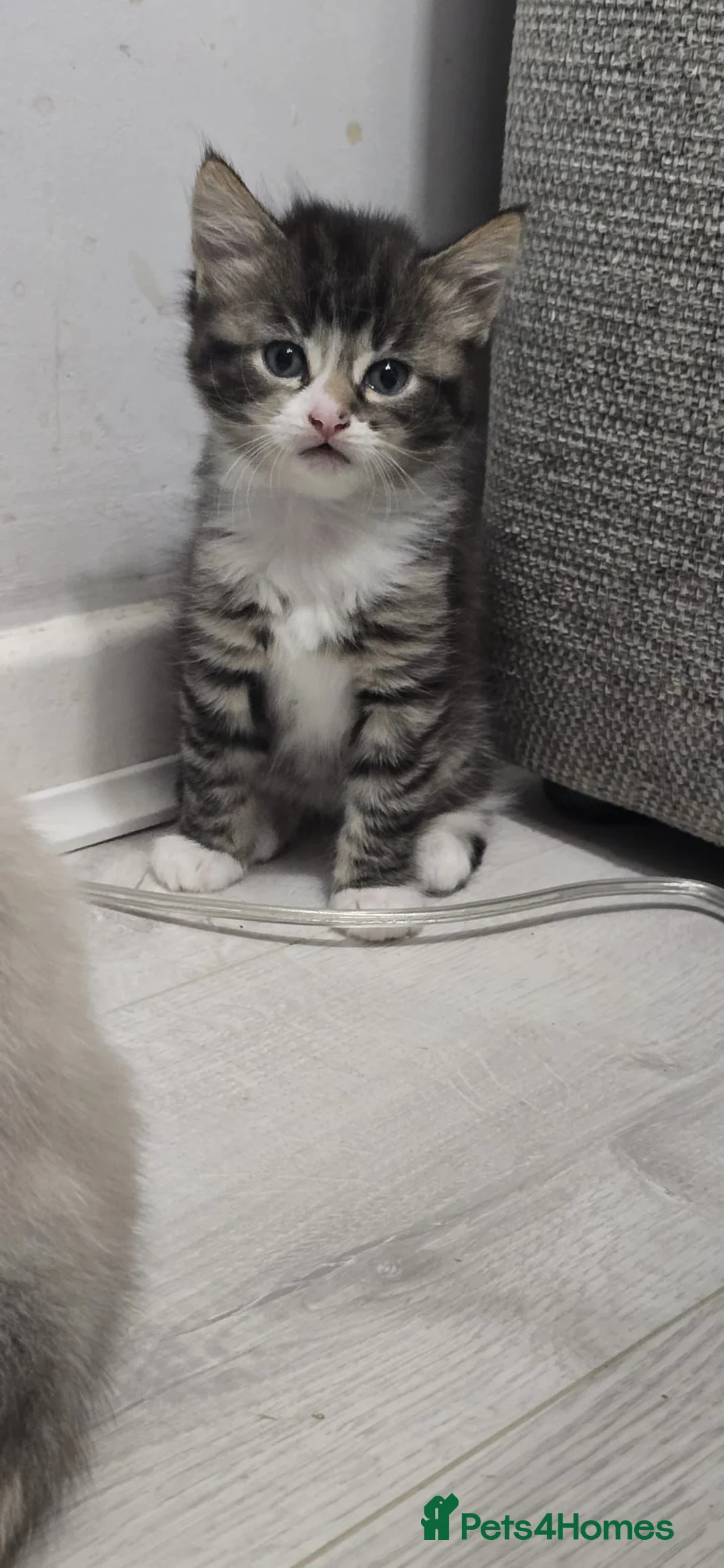 Mixed Breed cats for sale: 4 beautiful kittens ready for new home  - Advert 1