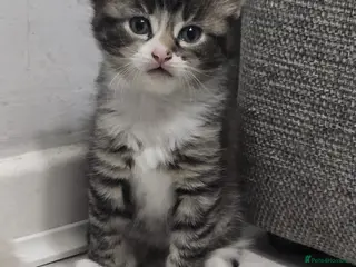 Mixed Breed cats 4 beautiful kittens ready for new home - Advert 5