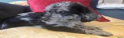 Labradoodle dogs for sale: Toy Labradoodle Puppies - Ready Now!  - Advert 31