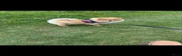 Pomeranian dogs for sale: Kc registered Pomeranian girl - Advert 2