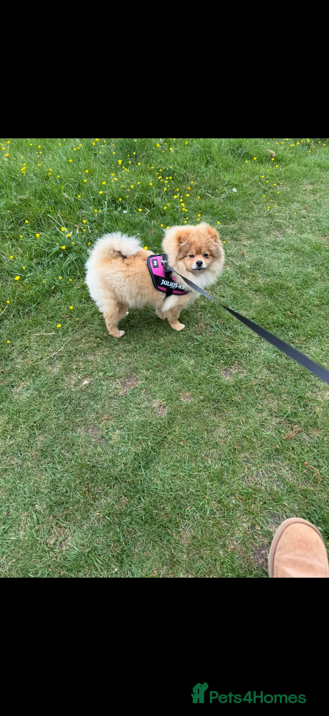 Pomeranian dogs for sale: Kc registered Pomeranian girl - Advert 2