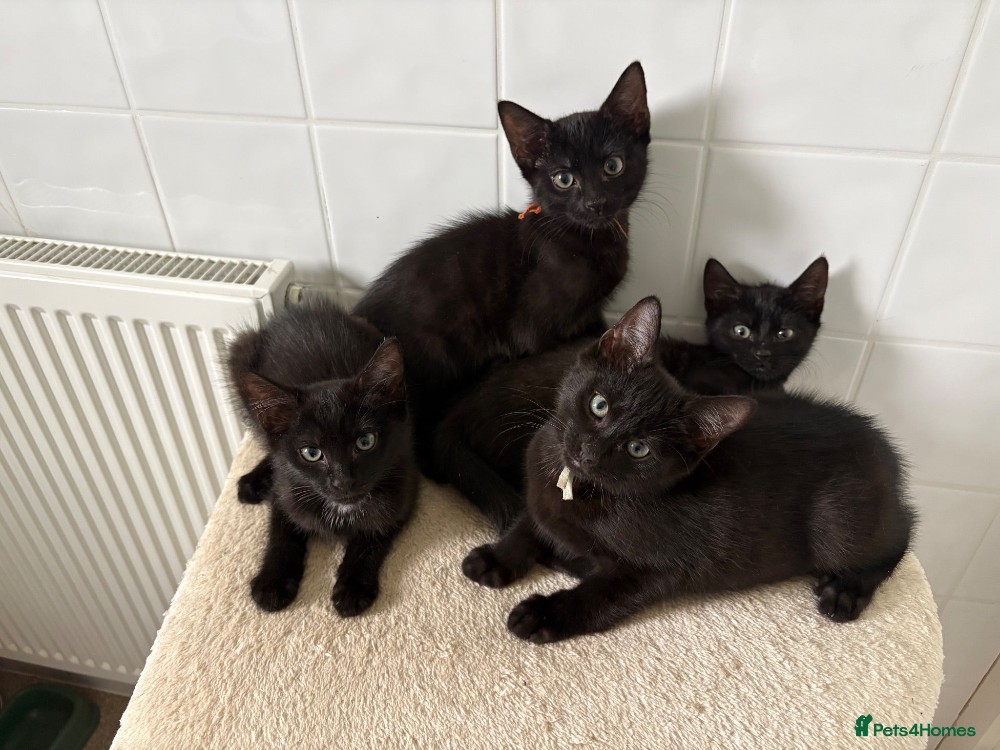 Mixed Breed cats Kittens looking for new homes - Advert 4