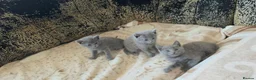 Russian Blue cats for sale: TICA full pedigree RUSSIAN BLUE kittens  - Advert 17
