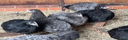 Chickens poultry for sale: Blue and black copper marans - Advert 2