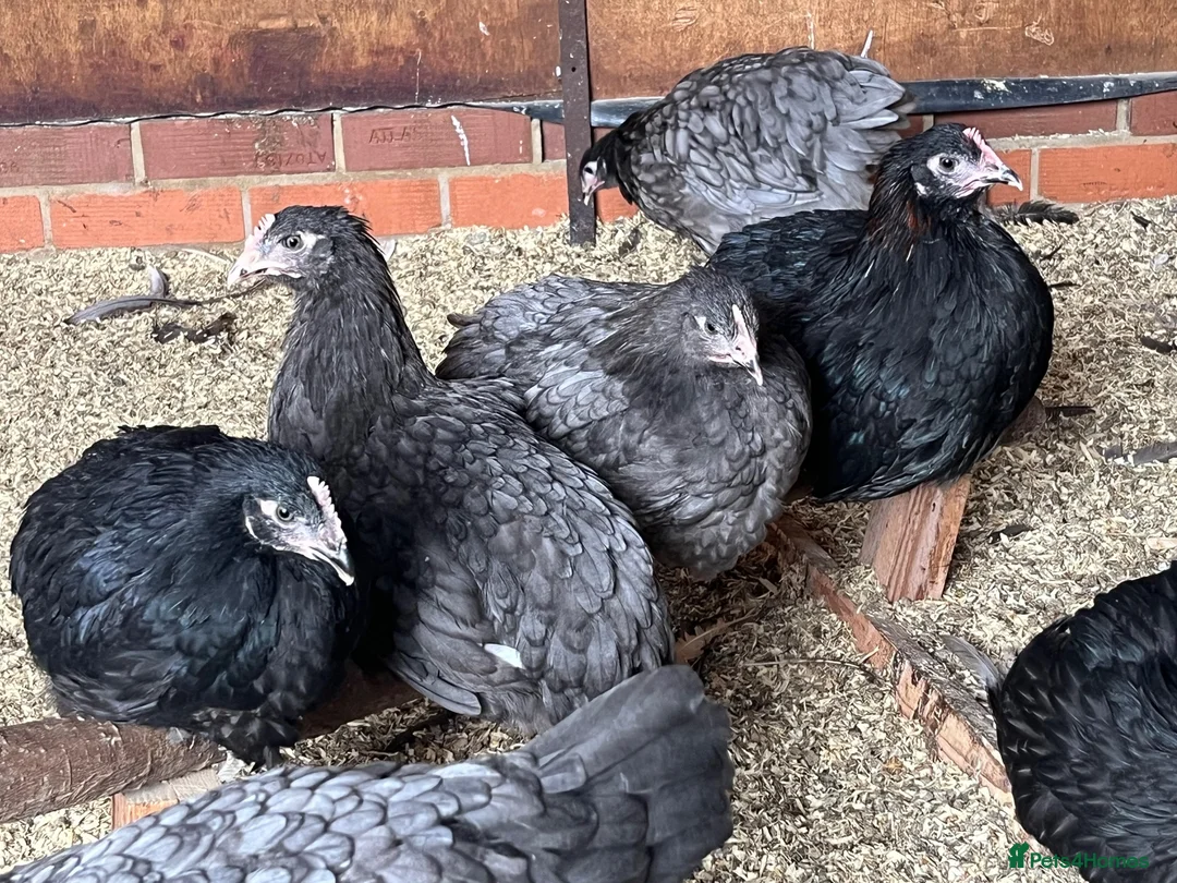 Chickens poultry for sale: Blue and black copper marans - Advert 2